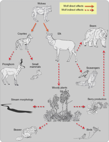The Great Rewilding: How Letting Nature Take the Lead Is Healing Our Planet